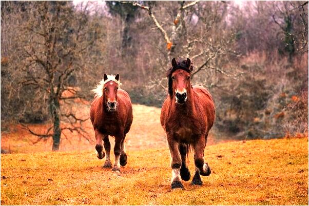 夢見自己和老外交流是什麼意思？_周公解夢官網