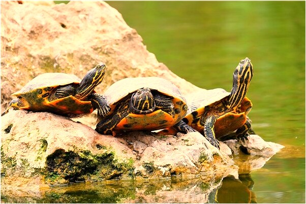 夢到了吃番薯乾是什麼預兆_周公解夢官網