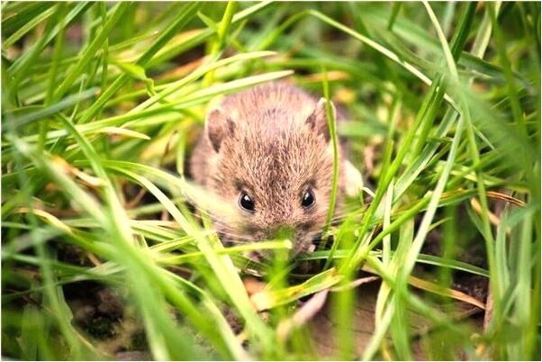 夢見別人抱著骨灰盒給了一把鎖有什麼說法_周公解夢官網