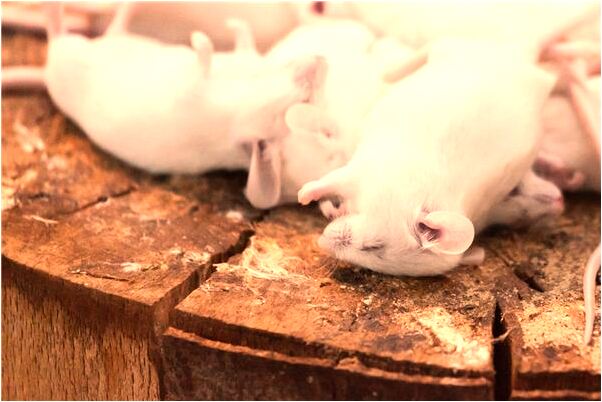 夢到媽媽叫回家有什麼寓意嗎？_周公解夢官網