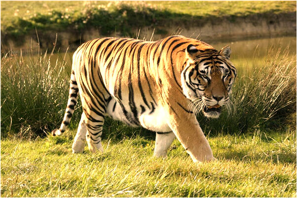 夢到表兄家辦酒是什麼意思？_周公解夢官網