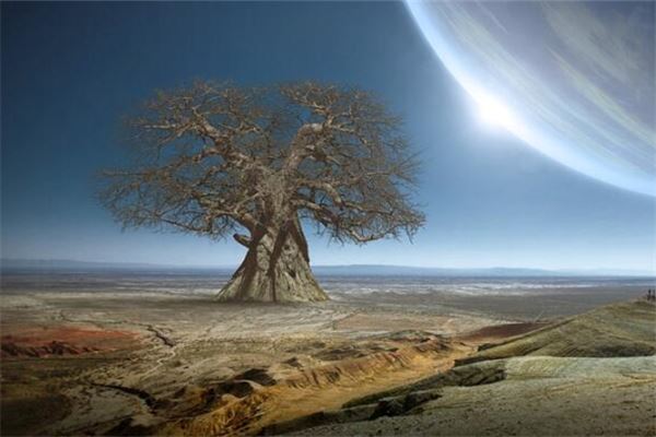 女人夢見一棵大樹_周公解夢