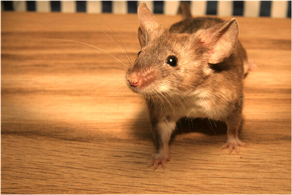 夢到車忘拉手剎是好是壞_周公解夢官網