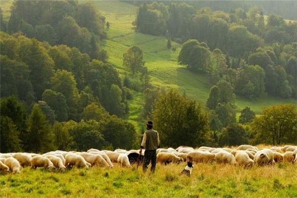 2021年生肖羊歲數下半年運勢_十二生肖