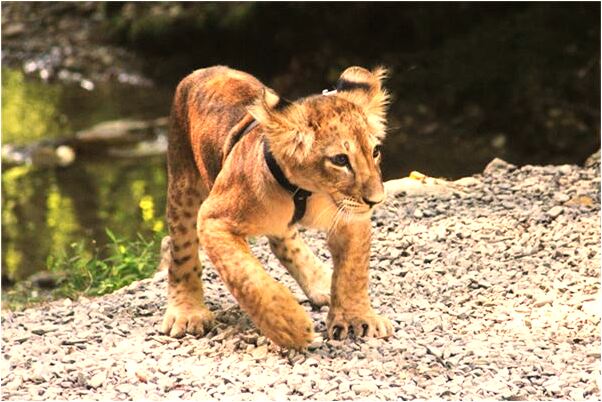 夢到了天下紅雨好不好_周公解夢官網