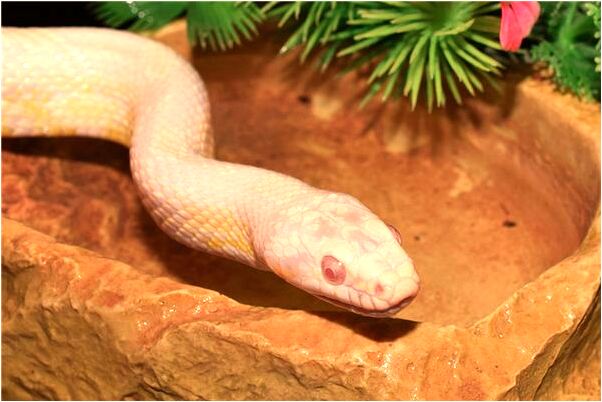 夢見弟弟生小孩是什麼徵兆_周公解夢官網