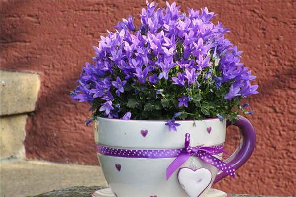 夢見移栽意味著什麼_周公解夢