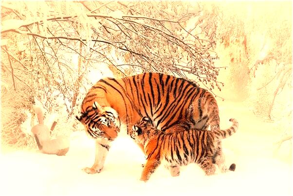 夢到了男友被蛇咬到鼻子是不是好的徵兆呢_周公解夢官網