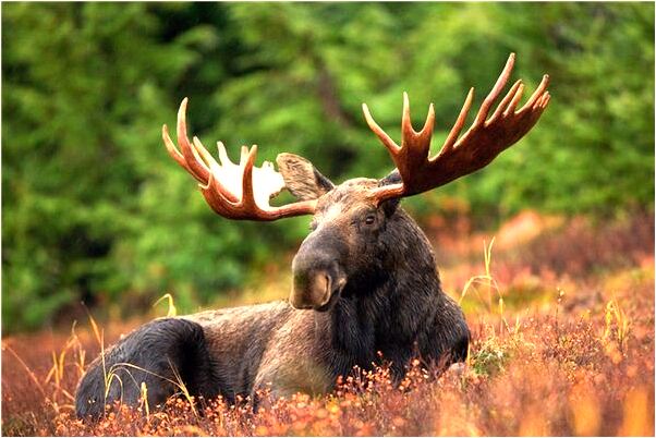 夢到搬運植物是凶兆還是吉兆_周公解夢官網