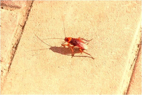 夢見茅坑滿了並且有蛆有何寓意_周公解夢官網