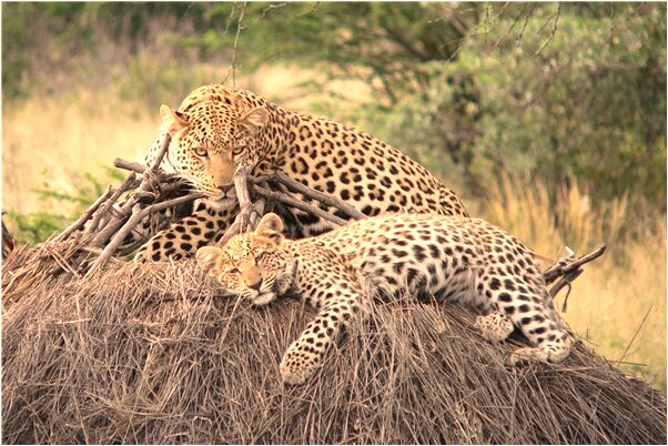 夢到了別人在我床上吐出三個瓜是啥意思_周公解夢官網