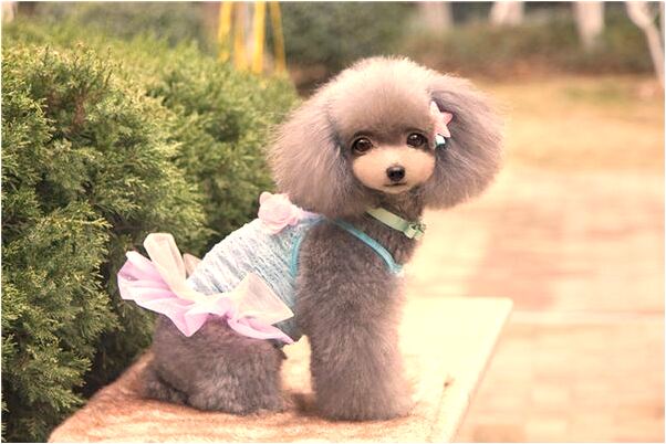 夢到了幫別人躲避王子的逃跑什麼寓意_周公解夢官網