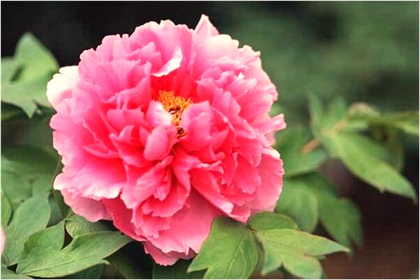 夢到了去世的老人找自己要吃的意味著什麼_周公解夢官網