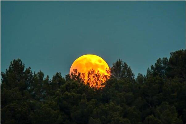 夢見在水裡捉螃蟹意味著什麼_周公解夢官網