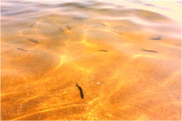 夢到自己出車禍右手斷了什麼預兆_周公解夢官網