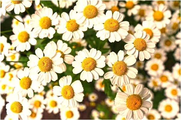 夢見朋友把相機放在我這會是什麼預兆_周公解夢官網