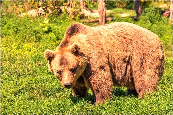 夢到了做壞事有什麼預示嗎_周公解夢官網