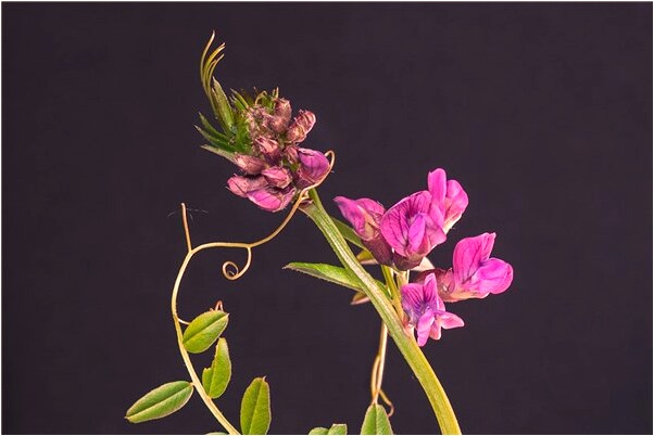 夢到大蟒蛇追逐意味著什麼_周公解夢官網