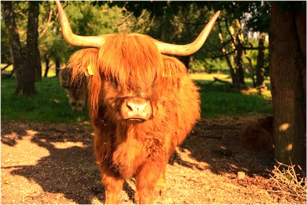 夢到了兒子掉池塘是凶兆還是吉兆_周公解夢官網