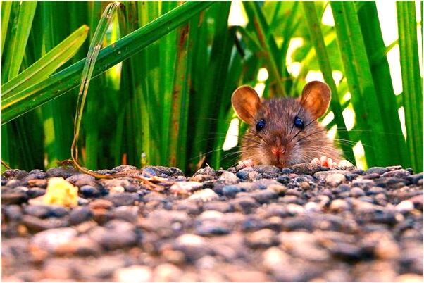 夢到救人但是沒有救活有何寓意_周公解夢官網