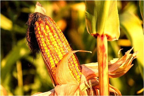 夢見網到大魚意味著什麼_周公解夢官網