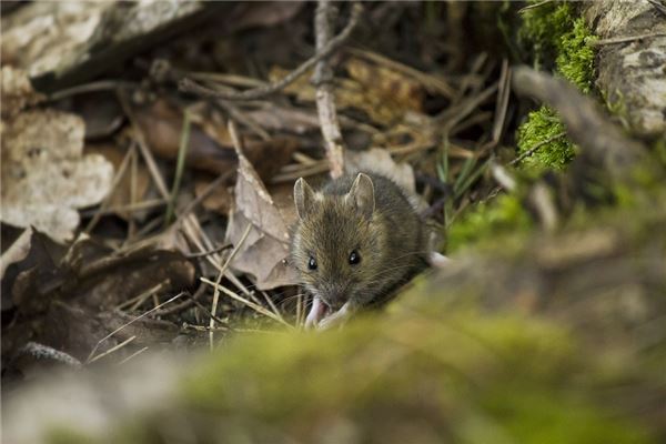 屬相鼠在2021年的運勢_十二生肖