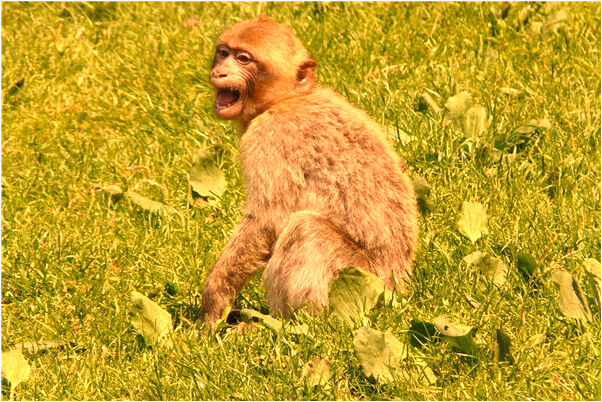 夢到海蜇皮是凶兆還是吉兆_周公解夢官網