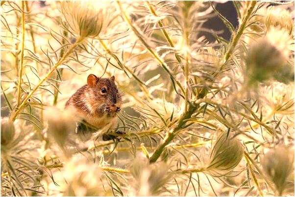 夢到吃了獻祭的雞會是什麼預兆_周公解夢官網