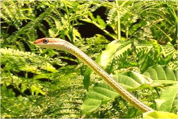 夢見前面路有水有什麼寓意嗎_周公解夢官網