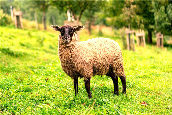 夢到疊軍裝是什麼預兆_周公解夢官網