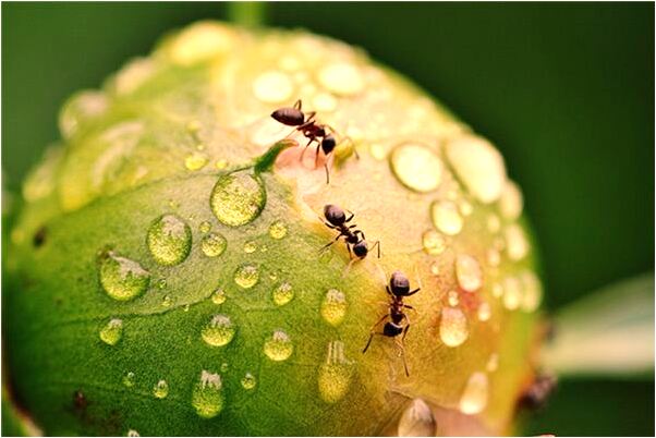 夢見小天使是怎么回事_周公解夢官網