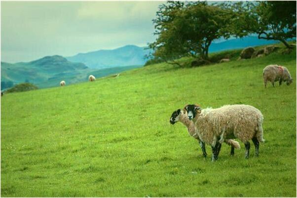 夢到送別人案板預兆了什麼嗎_周公解夢官網