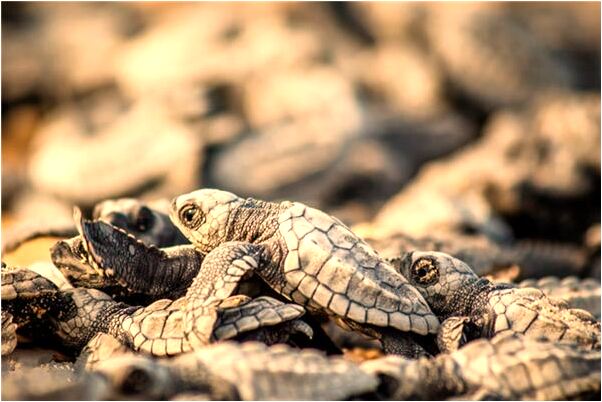 夢見撿了個扣機是好事還是壞事_周公解夢官網