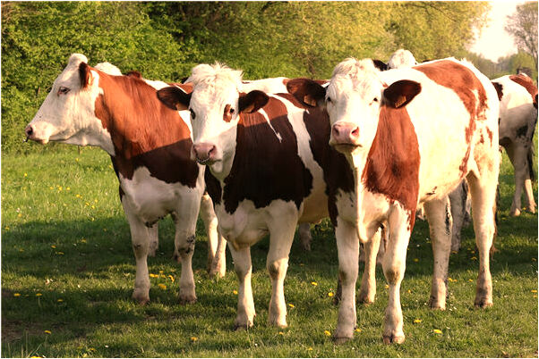 夢見和自己的男同河邊捉魚怎么說_周公解夢官網