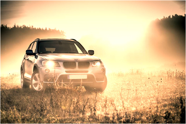 夢到了粉色的樹冠很大的樹是什麼啟示_周公解夢官網