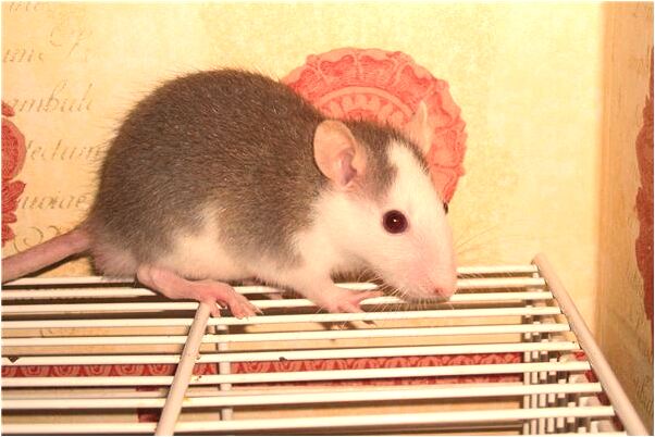 夢到了男友家人欺負我預示什麼_周公解夢官網