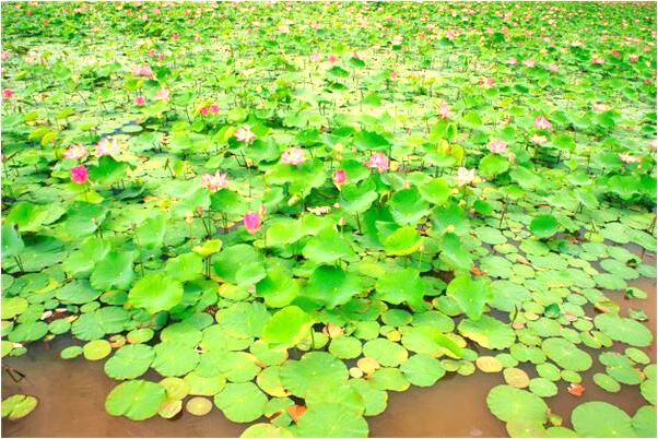 夢見手被青蛙和貓咬傷有什麼寓意嗎_周公解夢官網