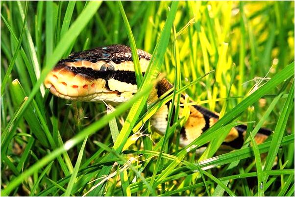 夢到頭上蘑菇有什麼說法_周公解夢官網