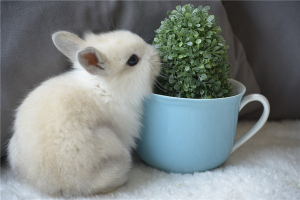 屬兔的男人女人能一起共事嗎_十二生肖