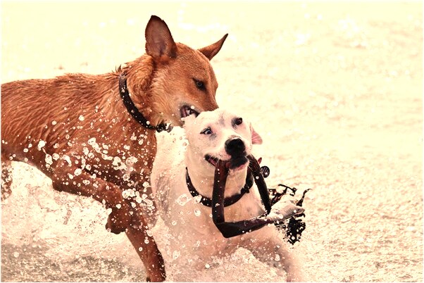夢見男女都在一個公共廁所是好是壞_周公解夢官網