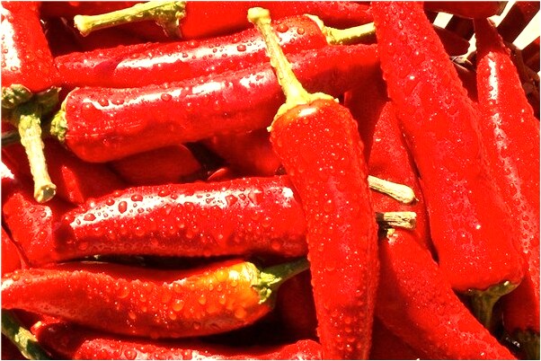 夢到了在河中救小狗是什麼兆頭_周公解夢官網