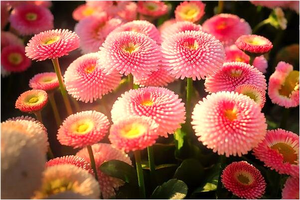 夢到了做飯火特別大是什麼預兆_周公解夢官網