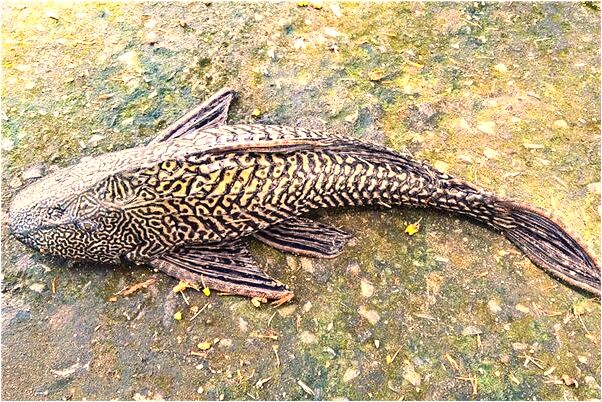 夢到了手指起水泡是凶兆還是吉兆_周公解夢官網