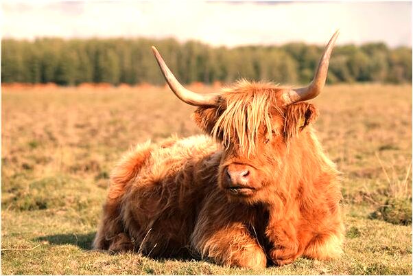 夢見外出旅遊什麼寓意_周公解夢官網