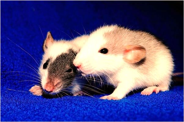 夢到自己雙腿得皮膚病什麼寓意_周公解夢官網