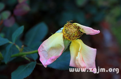 夢見節假日最容易招惹爛桃花的女人_周公解夢夢到節假日最容易招惹爛桃花的女人是什麼意思_做夢夢見節假日最容易招惹爛桃花的女人好不好_周公解夢官網
