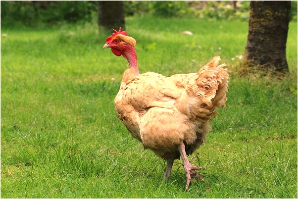 夢見我的牙一顆一顆的掉有什麼徵兆_周公解夢官網