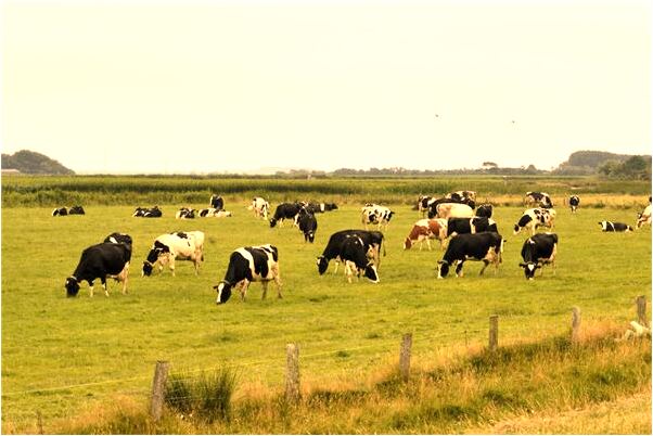 夢到了把媳婦眼弄瞎了有什麼徵兆_周公解夢官網