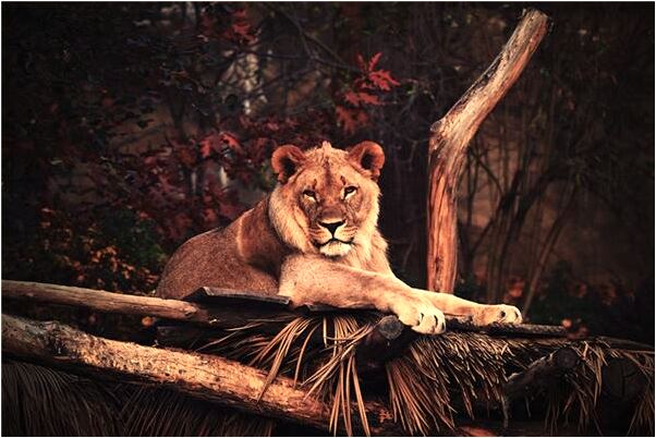 夢到了仇人遠遠望著我的家裡是什麼預兆_周公解夢官網