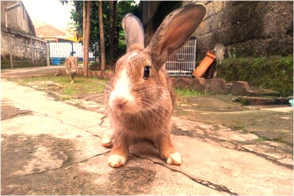 夢見同學家養了不一樣的蛇是啥預兆_周公解夢官網